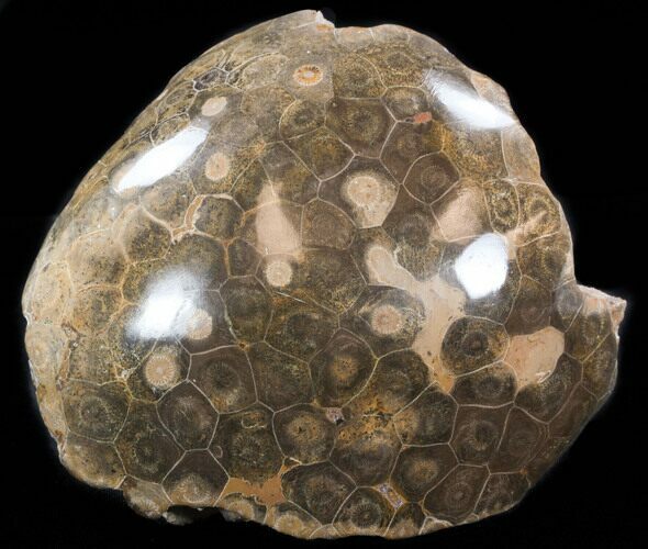Polished Fossil Coral Head - Morocco #35355